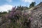 Flowers at peneda geres national park viana do castelo braga