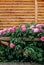 flowers peony pink outside garden bloomed