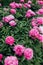 flowers peony pink outside garden bloomed