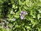 Flowers of Pepino, Pepino dulce, Solanum muricatum