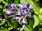 Flowers of Pepino, Pepino dulce, Solanum muricatum