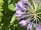 Flowers of Pepino, Pepino dulce, Solanum muricatum