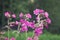 Flowers of a perennial plant Silene dioica known as Red campion or Red catchfly on a forest edge in the summer