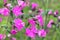 Flowers of a perennial plant Silene dioica known as Red campion or Red catchfly on a forest edge in the summer