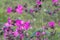 Flowers of a perennial plant Silene dioica known as Red campion or Red catchfly on a forest edge in the summer