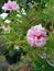 flowers with perfect pink circles in the garden