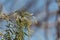 Flowers of a Peruvian pepper tree, Schinus molle