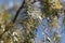 Flowers of a Peruvian pepper tree, Schinus molle