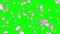 Flowers petals falling Loop background Green Screen Animation.