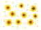 Flowers, petals sunflower Helianthus annuus on white background texture. Flat lay