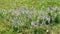 Flowers without petals among the vegetation of the mountain