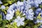 Flowers of Petrea volubilis sandpaper vine