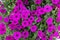 Flowers of Petunia hybrida