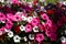 Flowers of petunia or surfinia