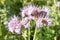 Flowers of Phacelia.