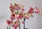 Flowers of Phalaenopsis Baldan`s Kaleidoscope.