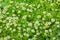 Flowers Pharmacy Chamomile Latin: Matricaria chamomilla close up. Glades of healing flowers
