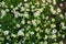 Flowers Pharmacy Chamomile Latin: Matricaria chamomilla close up. Glades of healing flowers. Floral background