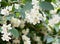 Flowers Philadelphus Mock orange on blurred background