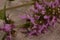 Flowers of Phlomoides tuberosa Phlomis tuberosa