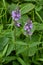 Flowers of Phlomoides tuberosa Phlomis tuberosa