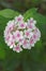 Flowers phlox, Latin Phlox paniculata