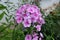 Flowers of Phlox in shades of pink