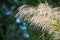 Flowers of Phragmites Communis Lu Gen Phragmites communis, or phragmites australis, an impressive Chinese herb with high food