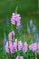 Flowers of Physostegia virginiana