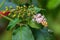 Flowers of pigeonberry a.k.a. bloodberry or rougeplant Rivina humilis - Davie, Florida, USA