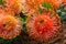 Flowers of Pincushions or Leucospermum condifolium