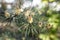 Flowers of the pine blossoms on a spring day closeup