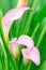 Flowers pink calla
