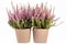 Flowers of pink Calluna vulgaris in pot on white background