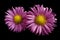 Flowers of pink daisies on black isolated background. Two chamomiles for design. View from above. Close-up