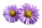 Flowers of pink daisies on white isolated background. Two chamomiles for design. View from above. Close-up.