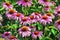 Flowers pink Echinacea closeup