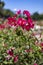 Flowers. Pink flowers with background flowers of different colors in the park of the Rosaleda del Parque del Oeste in Madrid.