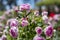 Flowers. Pink flowers with background flowers of different colors in the park of the Rosaleda del Parque del Oeste in Madrid.