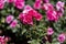 Flowers. Pink flowers with background flowers of different colors in the park of the Rosaleda del Parque del Oeste in Madrid.