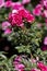 Flowers. Pink flowers with background flowers of different colors in the park of the Rosaleda del Parque del Oeste in Madrid.