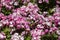 Flowers. Pink flowers with background flowers of different colors in the park of the Rosaleda del Parque del Oeste in Madrid.