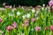 Flowers,Pink flowers,Siam tulip flowers pink color at the park.