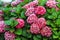 Flowers of pink hydrangea