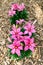 Flowers pink lilies top view