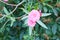 Flowers of pink oleander