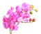 Flowers of pink orchid