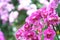 Flowers pink orchid genus Vanda