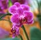 Flowers pink orchid genus Vanda,overlap