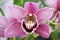 Flowers of pink orchid. Horizontal photo of phalaenopsis flowers. Macro photo of flowers. Macro photo of Orchid. Pink phalaenopsis